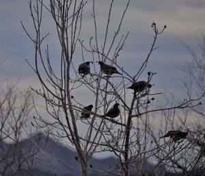 Bird perching on bare tree against sky