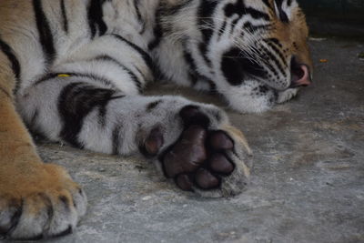 Close-up of cat sleeping