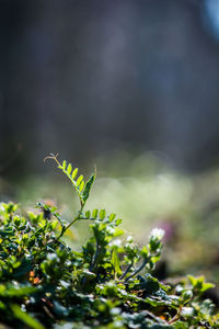 Close-up of plant growing outdoors