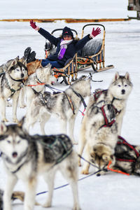 Dog sledding on the lake at irkutsk. 