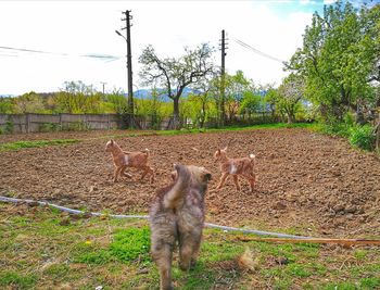 Cat on field against sky