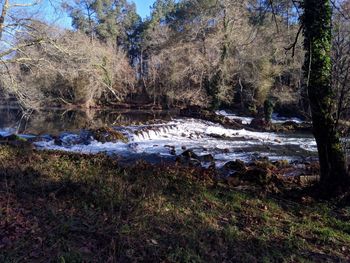 Scenic view of river stream in forest