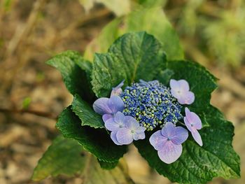 Close-up of purple flowering plant