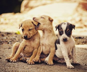 Portrait of puppy sitting outdoors