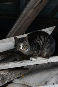 Portrait of cat lying on wood