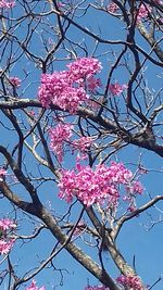 Low angle view of pink flowers blooming on tree