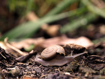 Close-up of snail on dirt road