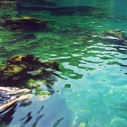 Reflection of trees in water