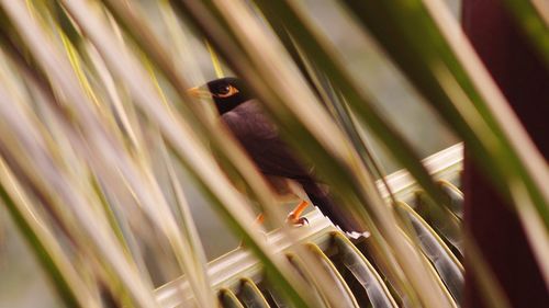 Close-up of bird perching on a plant