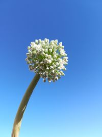 Low angle view of flowering plant against blue sky