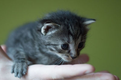 Cat cup of hand