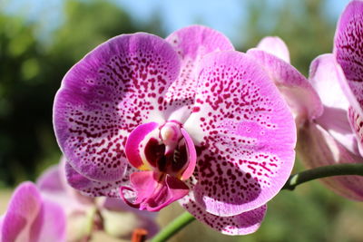 Close-up of pink flowering plant