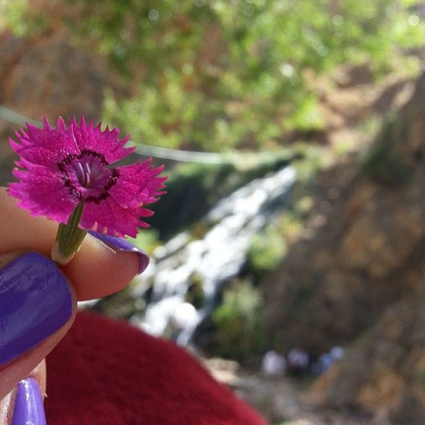 person, flower, holding, part of, cropped, focus on foreground, leisure activity, unrecognizable person, lifestyles, close-up, fragility, human finger, beauty in nature, nature, personal perspective, outdoors