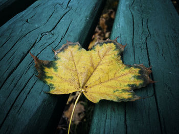 Close-up of autumn leaves on wood