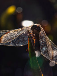 Close-up of insect