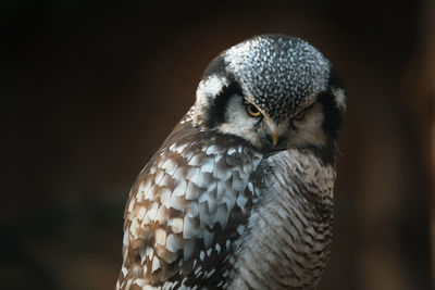 Close-up of owl