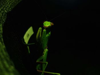 Close-up of insect on leaf