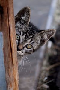 Close-up of kitten