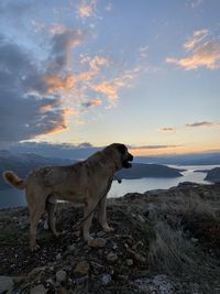 Dog standing on rock against sky during sunset