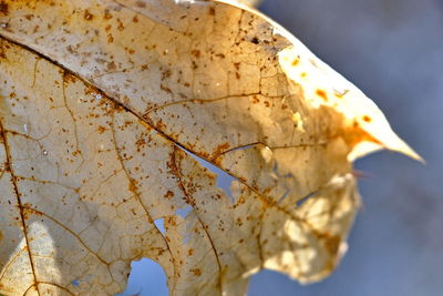 Close-up of dry leaf on tree