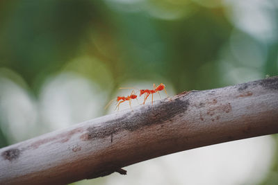 Close-up of ant on leaf