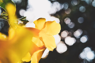 Close-up of yellow flowering plant