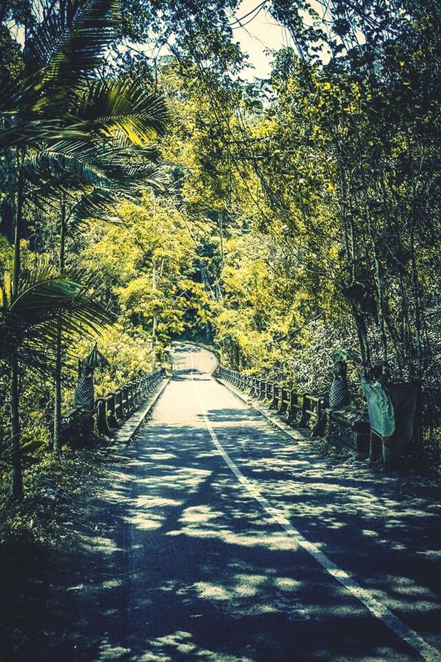 tree, the way forward, growth, diminishing perspective, footpath, park - man made space, sunlight, nature, shadow, walkway, tranquility, branch, treelined, green color, vanishing point, day, pathway, outdoors, tree trunk, beauty in nature