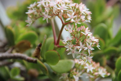 Close-up of purple flowers