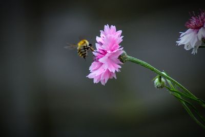 Close-up of bee pollinating flower