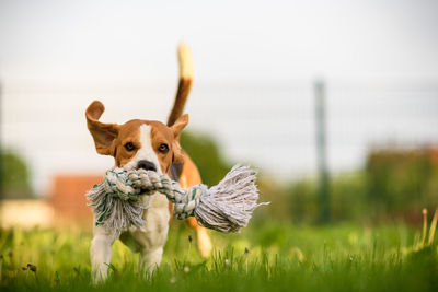 Portrait of a dog on field