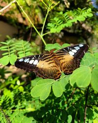 Close-up of butterfly perching on leaf