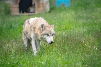 View of a wolf on field