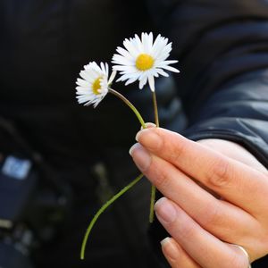 Midsection of person holding daises