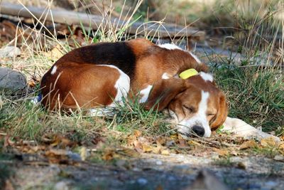 View of a dog resting on field