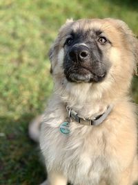 Close-up portrait of a dog on field