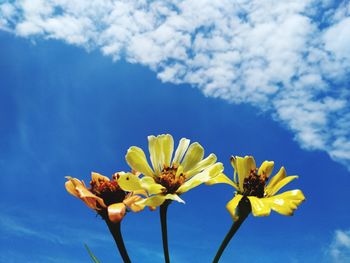 Low angle view of flowering plant against blue sky