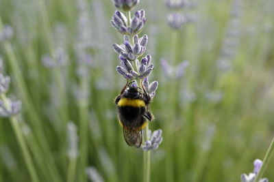 Close-up of bee on purple flower