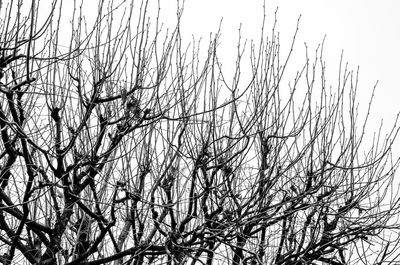 Low angle view of bare tree against sky