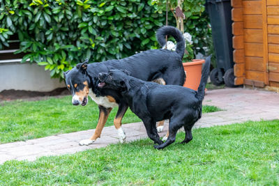 Black dog in a backyard