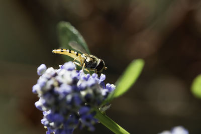 Close-up of insect on purple flower