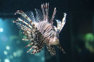 Close-up of fish swimming in sea