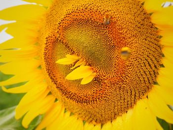 Close-up of sunflower
