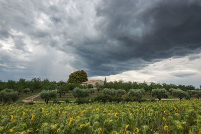 Scenic view of field against cloudy sky