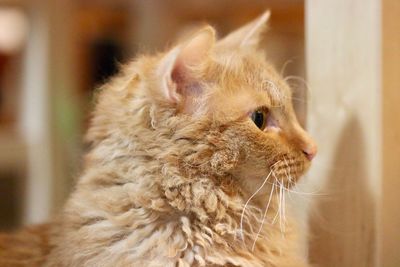 Close-up of a cat looking away