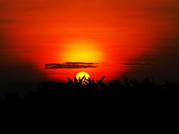 Silhouette plants against dramatic sky during sunset