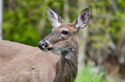 Close-up of deer