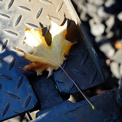 High angle view of dry maple leaves