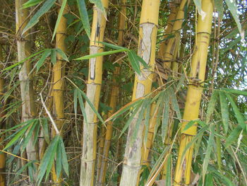 Full frame shot of bamboo plants