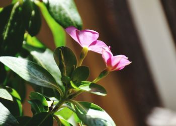 Close-up of pink flowers blooming outdoors