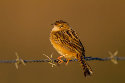 Close-up of bird perching on barbed wire
